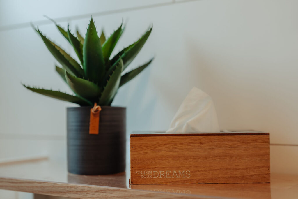 Detailaufnahme kleine Pflanze mit Box für Taschentücher